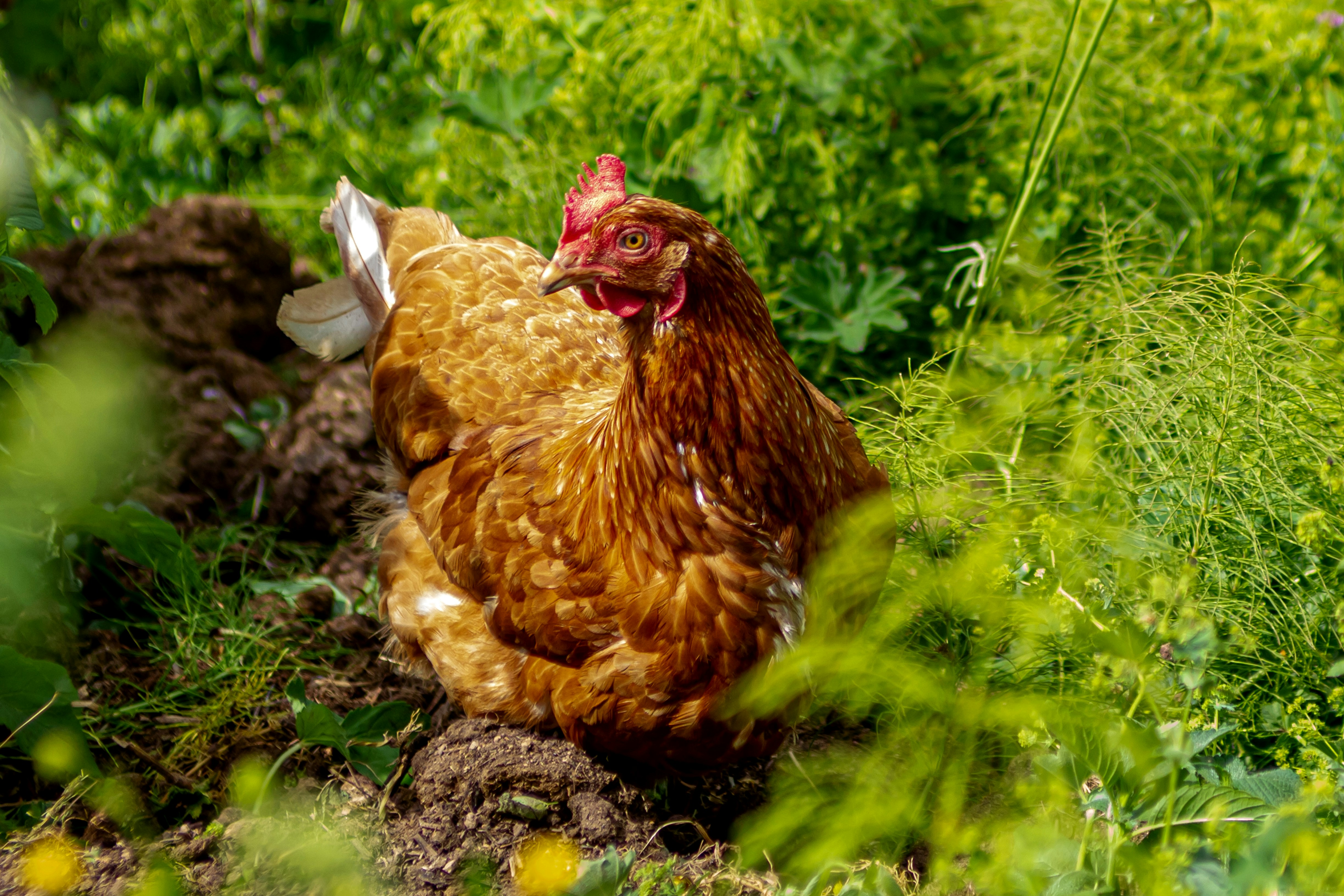 a brown chicken standing on top of a lush green field