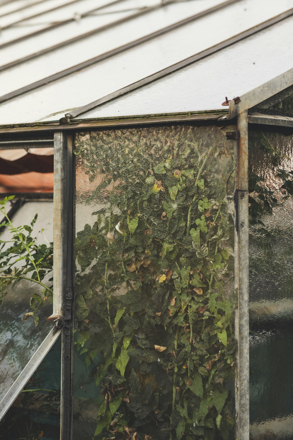 Un invernadero con plantas que crecen en su interior
