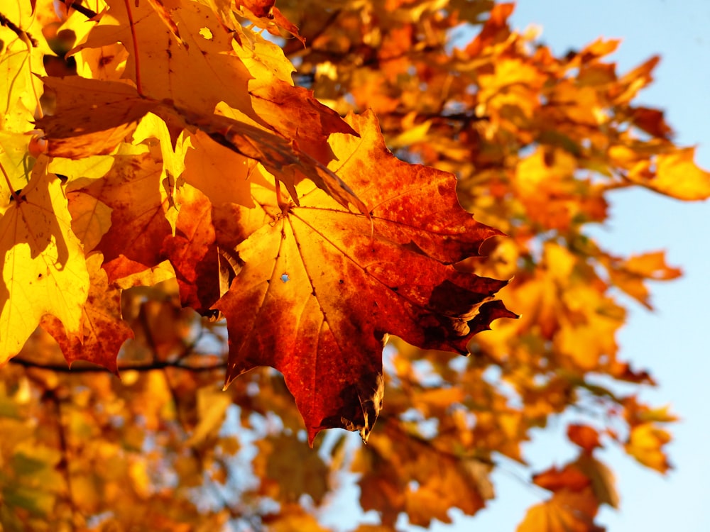 a close up of a leaf on a tree