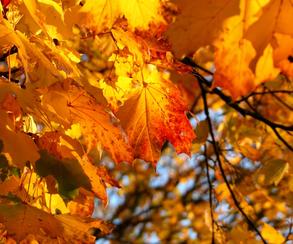 a close up of a tree with yellow leaves