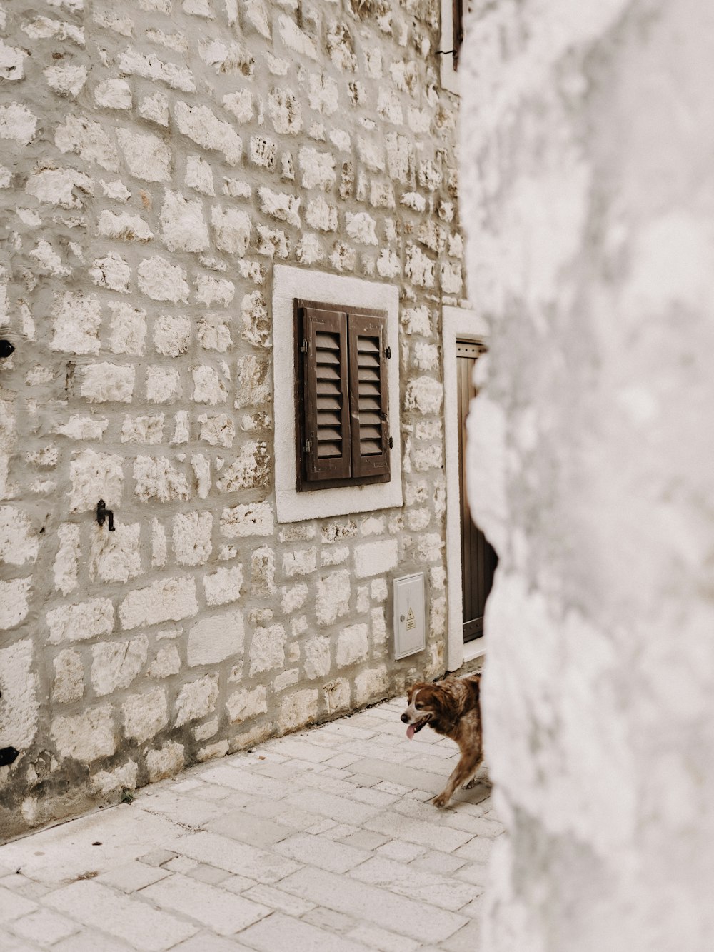 a dog that is standing in front of a building