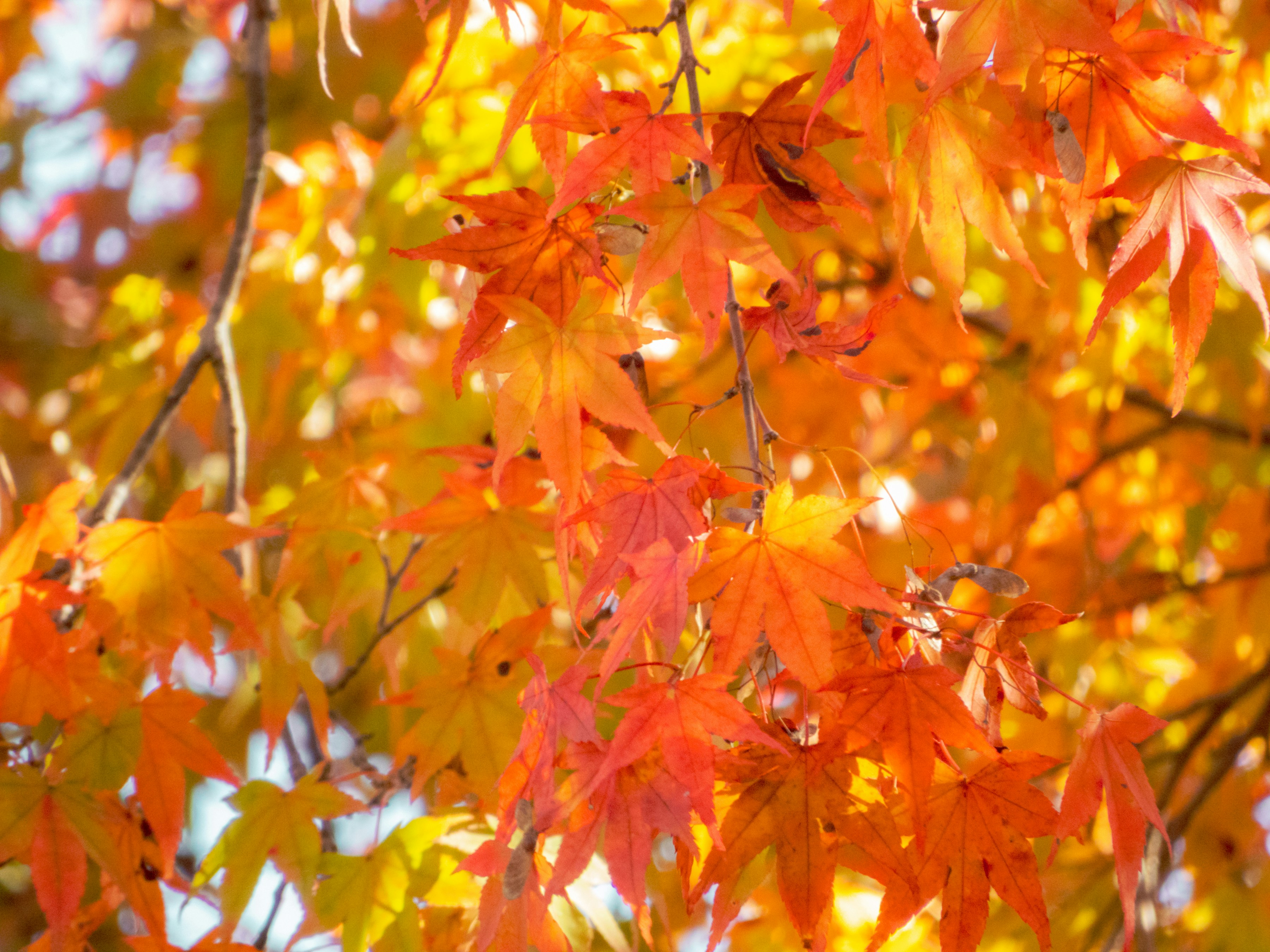 Photo by heppoko_yama