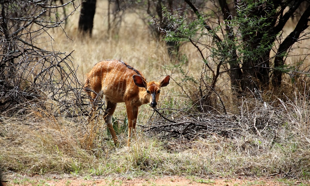 Un piccolo cervo in piedi in un campo di erba secca