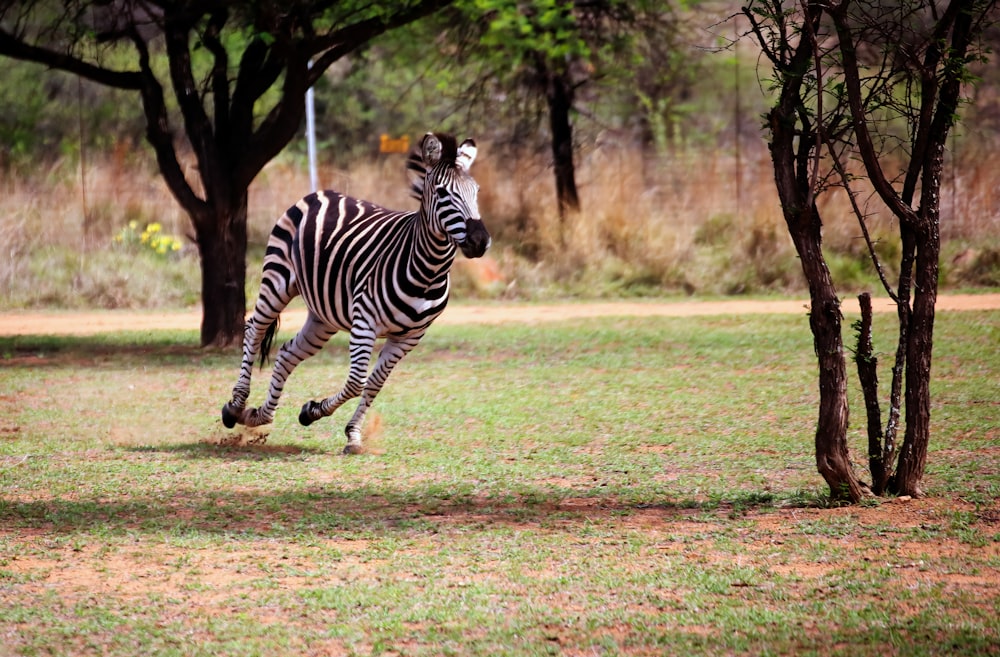 a zebra running through a grassy field next to trees