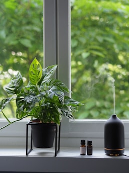A potted plant with large, green leaves sits on a stand by a window. Next to it, a black essential oil diffuser is emitting a small, visible stream of vapor. Two small bottles of essential oil are placed on the windowsill.