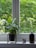 A potted plant with large, green leaves sits on a stand by a window. Next to it, a black essential oil diffuser is emitting a small, visible stream of vapor. Two small bottles of essential oil are placed on the windowsill.