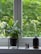 A potted plant with large, green leaves sits on a stand by a window. Next to it, a black essential oil diffuser is emitting a small, visible stream of vapor. Two small bottles of essential oil are placed on the windowsill.