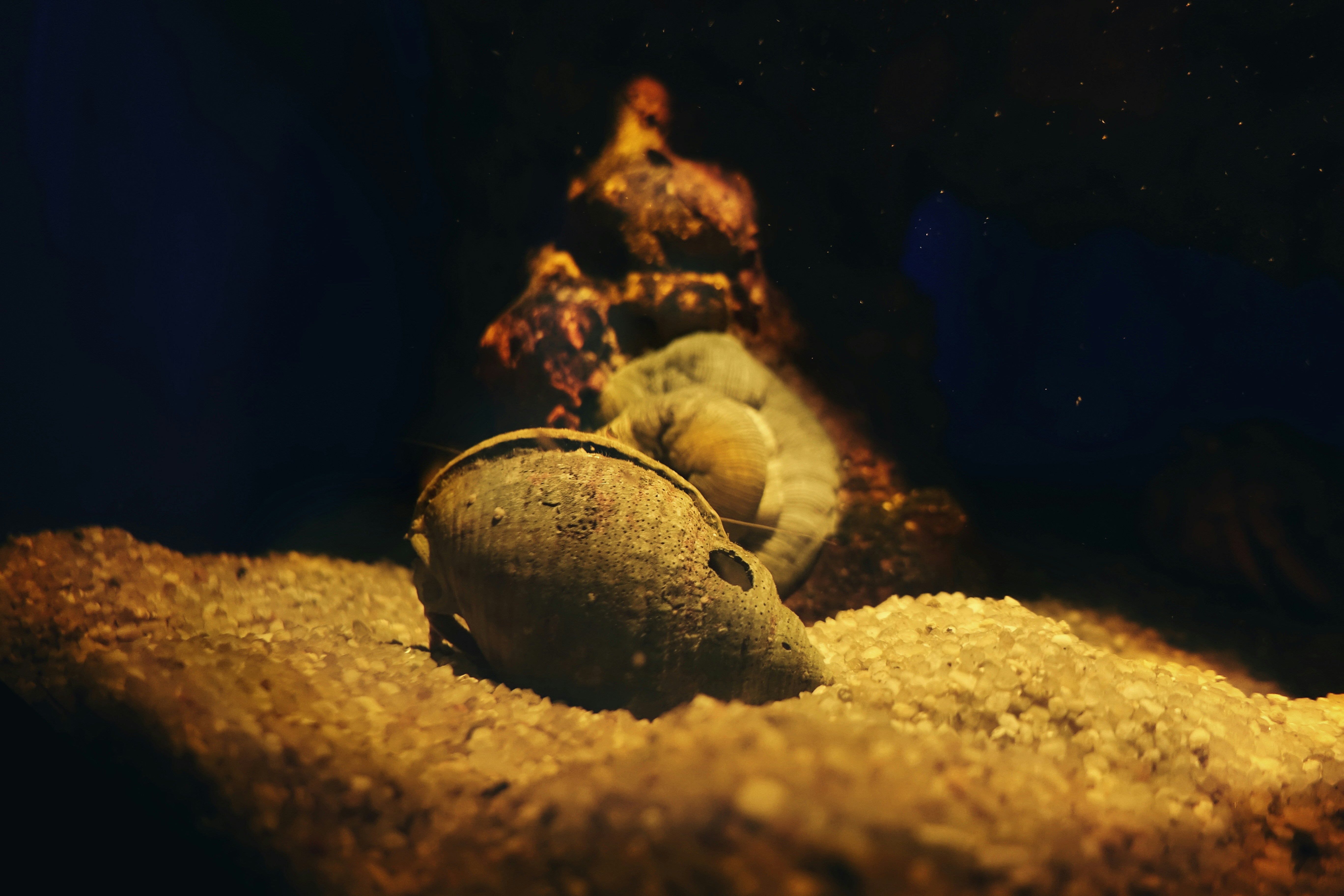 underwater marine life