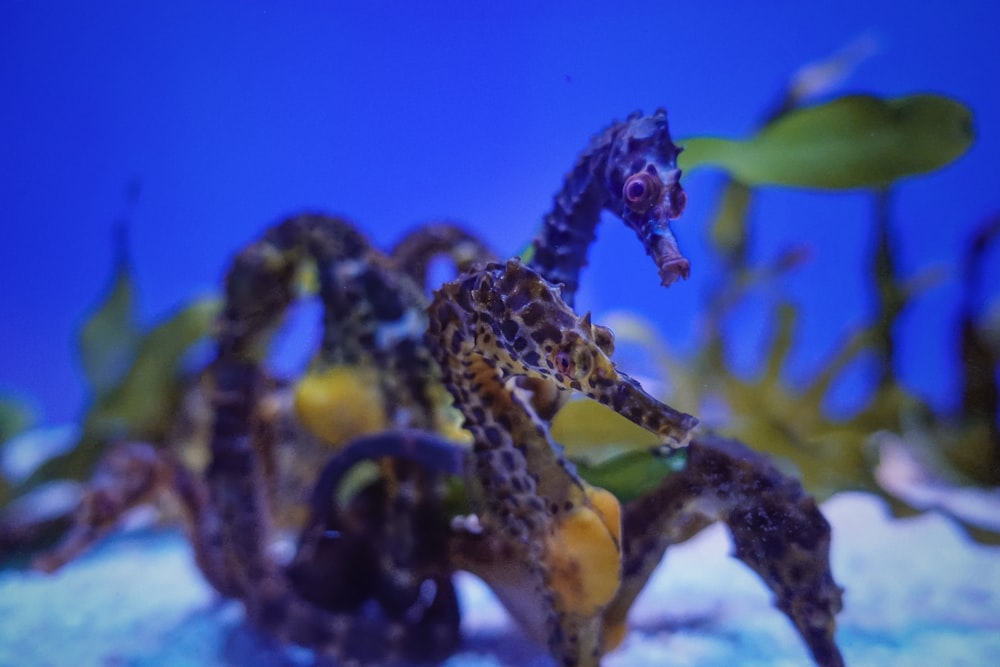 a close up of a sea horse in an aquarium