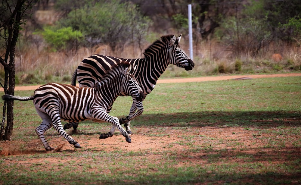 a couple of zebra standing next to a tree