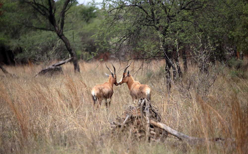 Zwei Antilopen stehen nebeneinander auf einem Feld