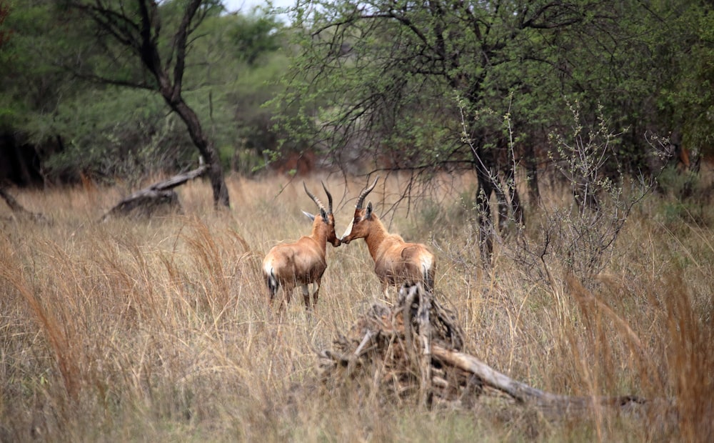 two antelope standing next to each other in a field