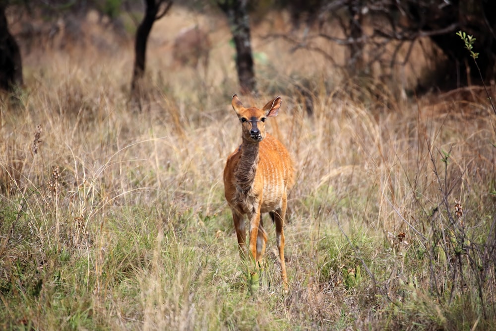 um pequeno cervo em pé em um campo de grama alta