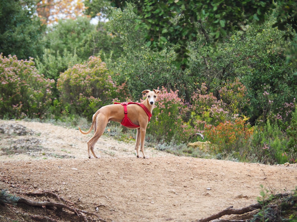 a dog wearing a red harness standing on a dirt hill