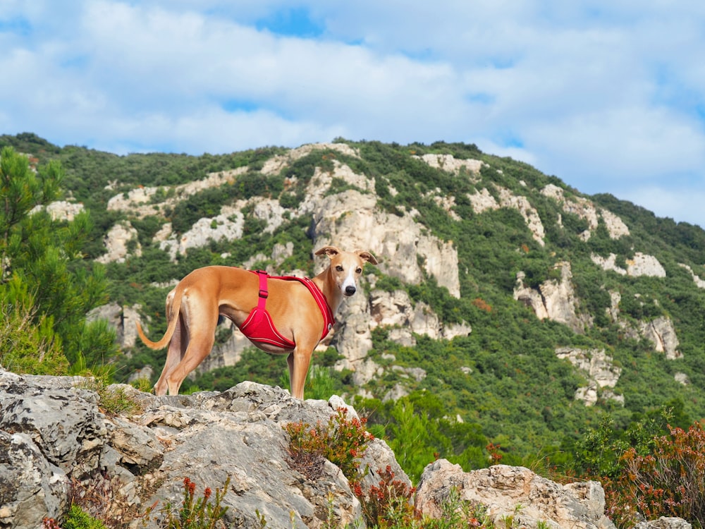 Un perro marrón con una camisa roja de pie encima de una roca