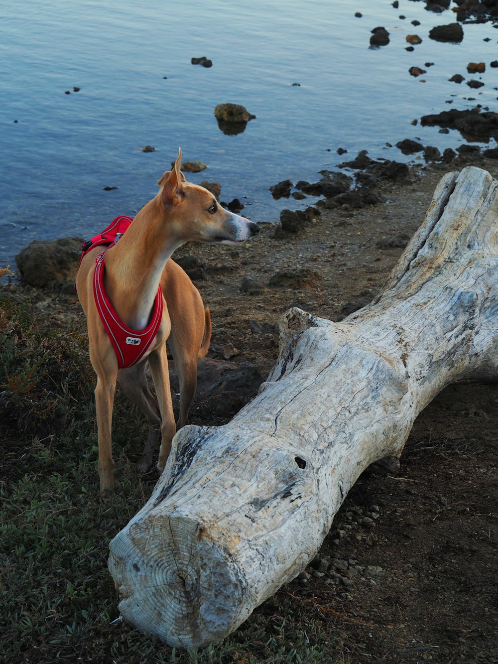 a dog standing next to a log on a beach