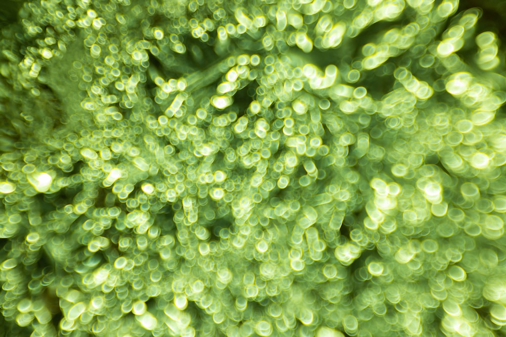 a close up of a green plant with drops of water on it