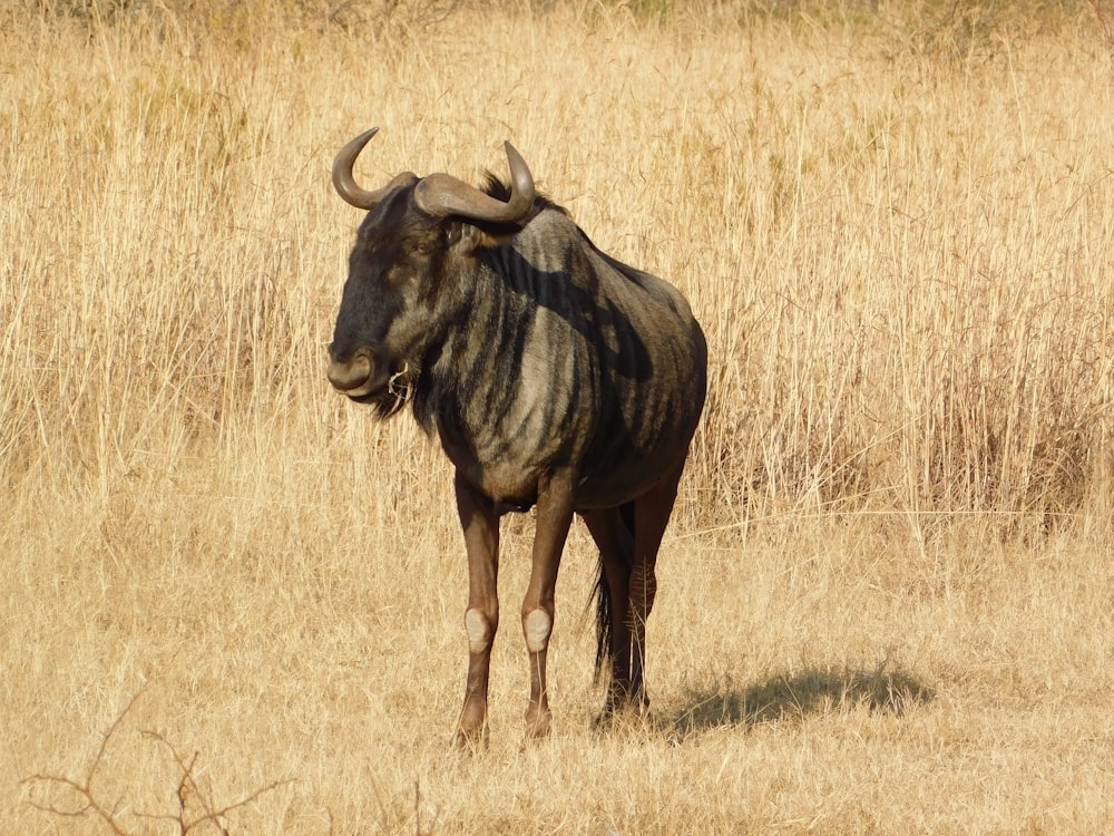 a large bull standing in a dry grass field