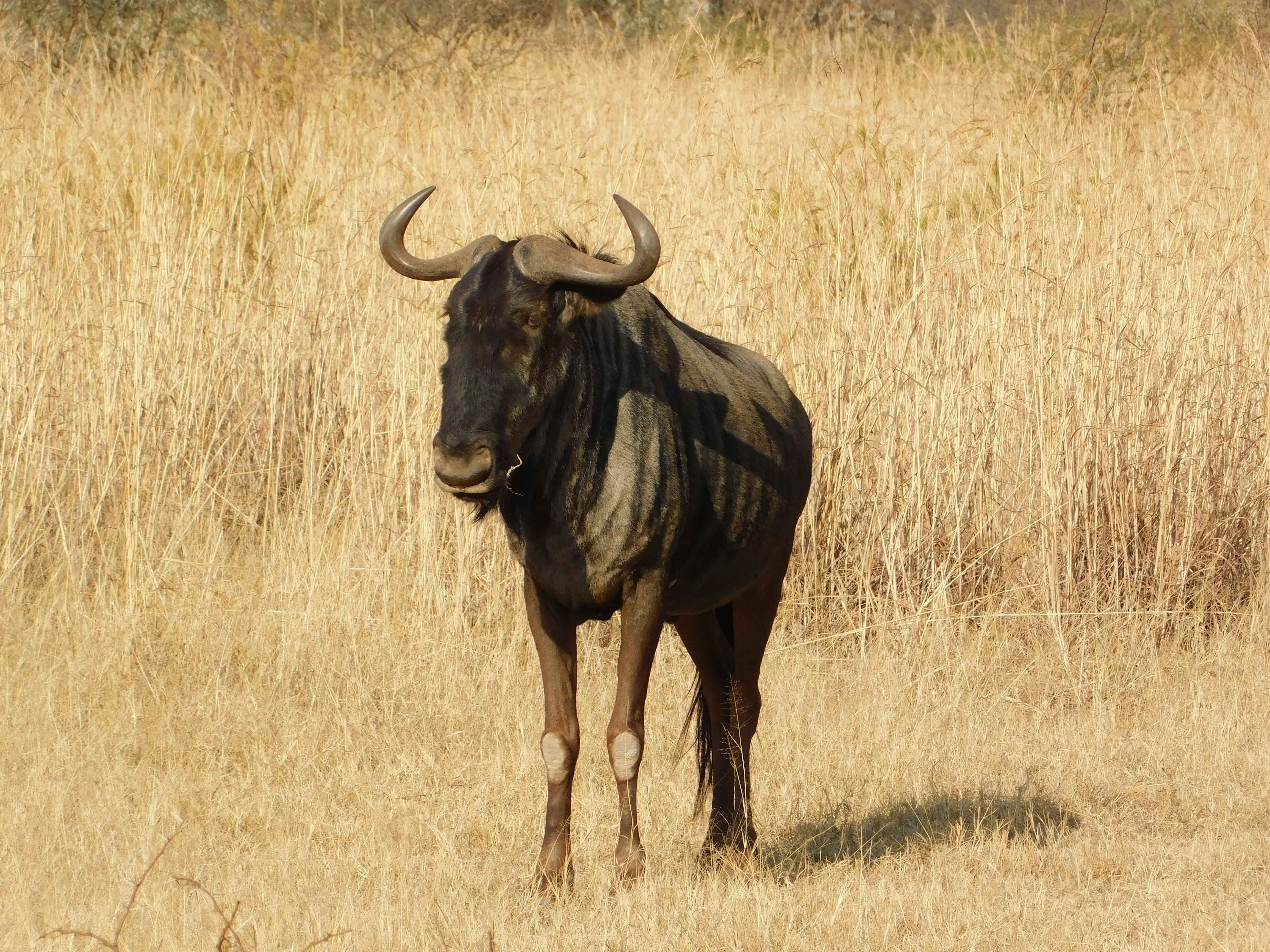 a bull standing in a field of dry grass
