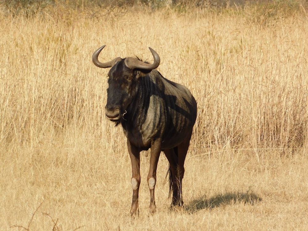 Ein Stier steht auf einem Feld mit trockenem Gras