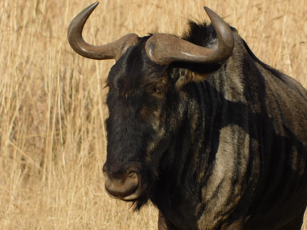 Ein Stier mit großen Hörnern steht auf einem Feld