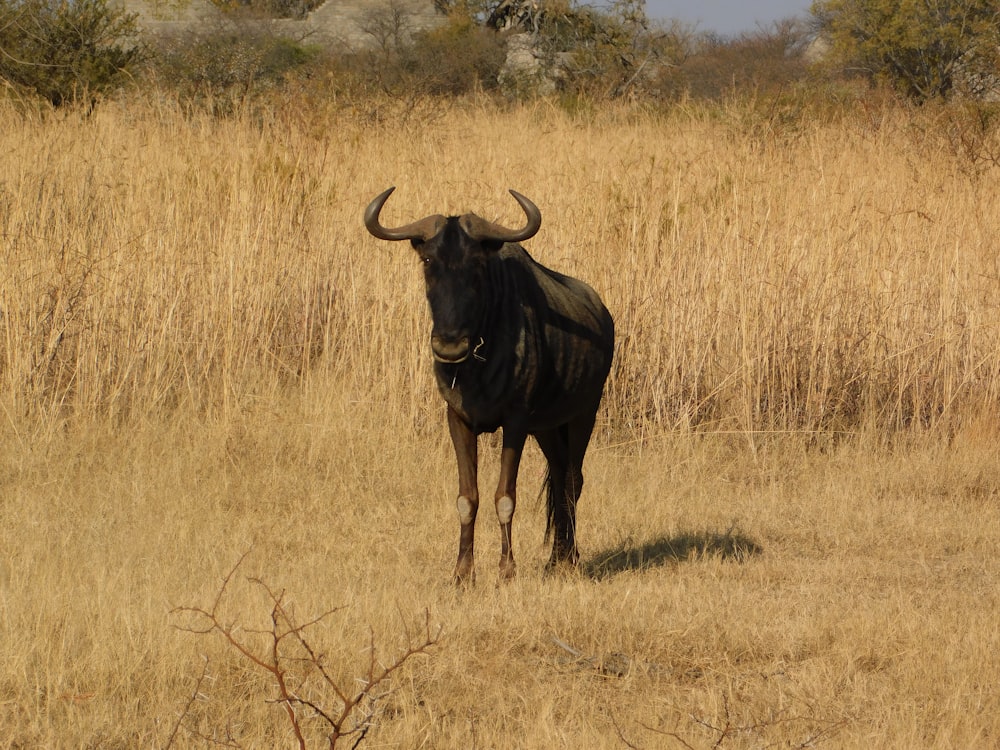 Ein Stier steht auf einem Feld mit trockenem Gras