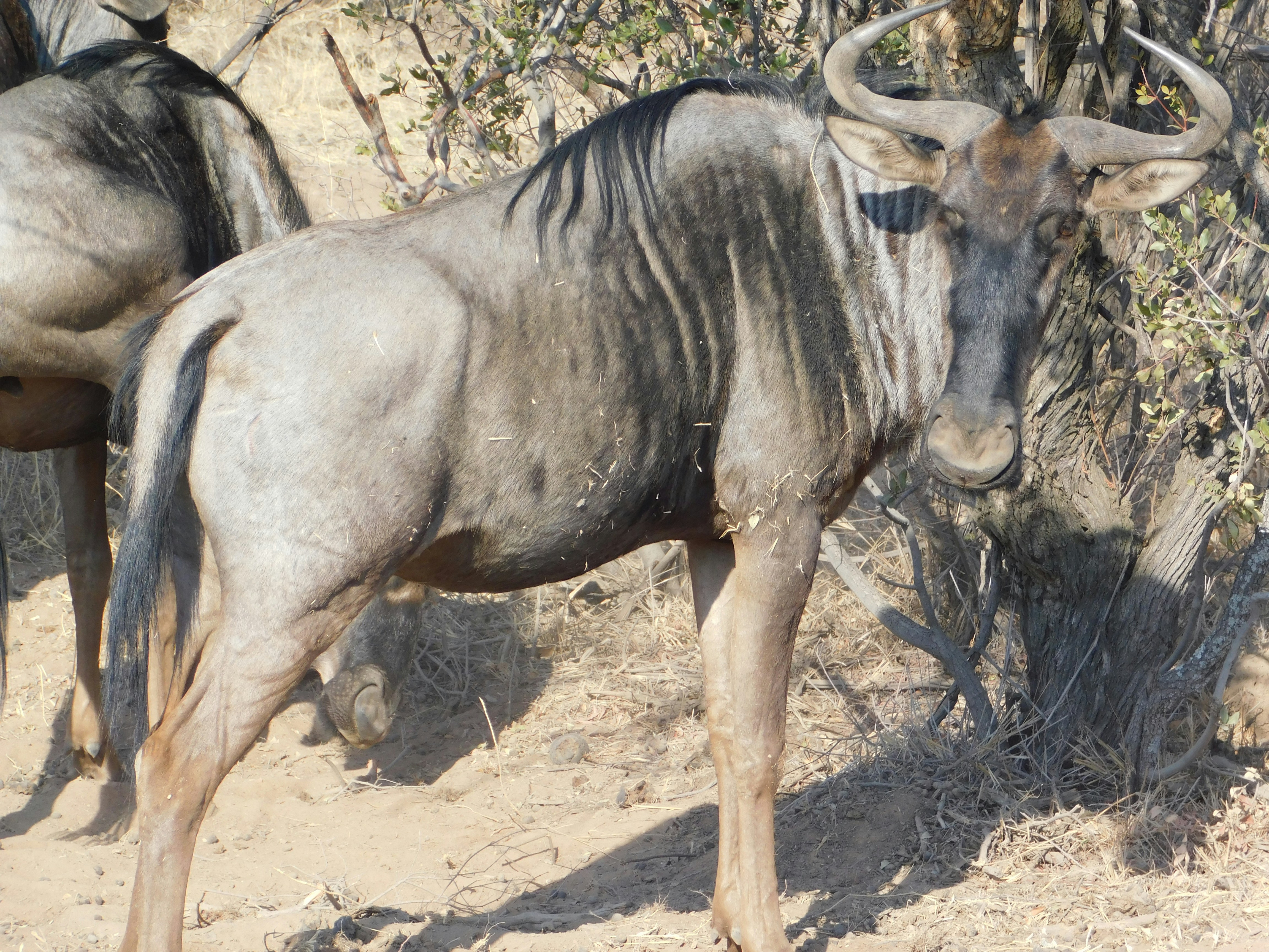 a couple of animals that are standing in the dirt