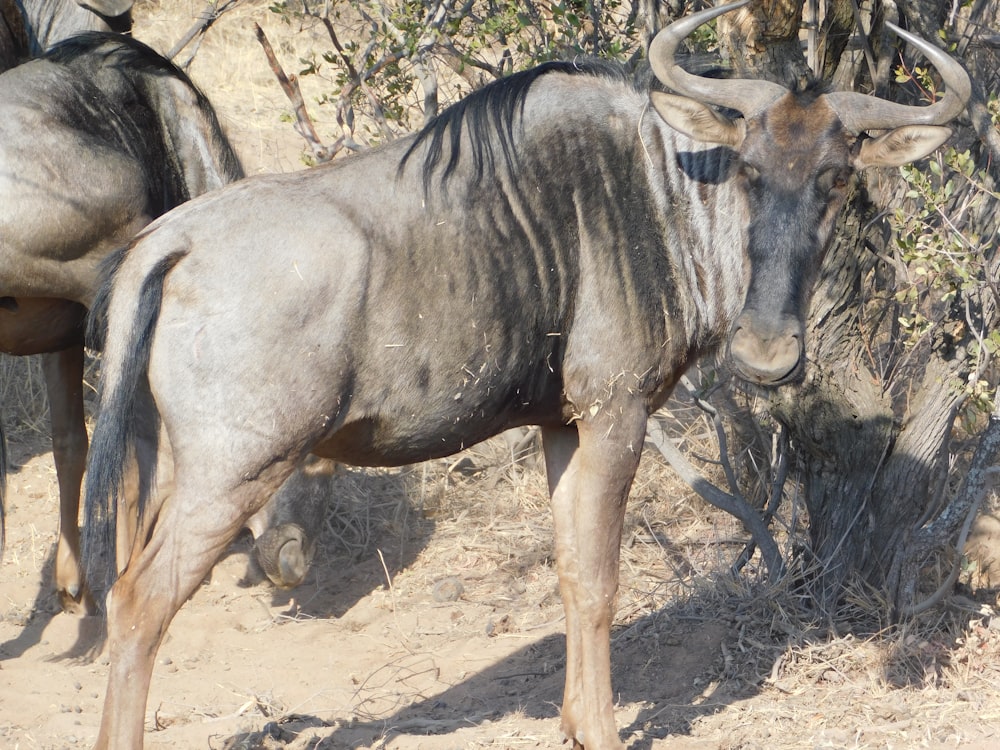 ein paar Tiere, die im Dreck stehen