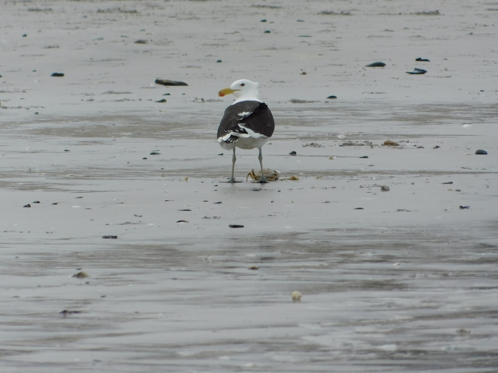 Un pájaro blanco y negro parado en una playa húmeda