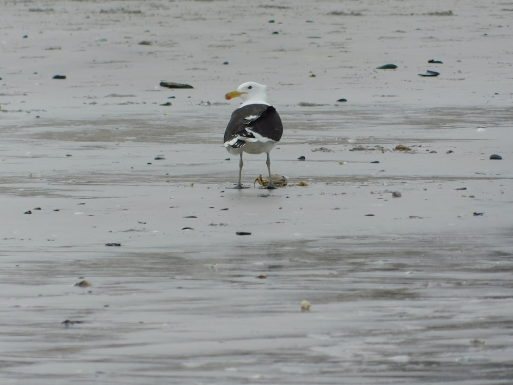 Ein schwarz-weißer Vogel steht an einem nassen Strand