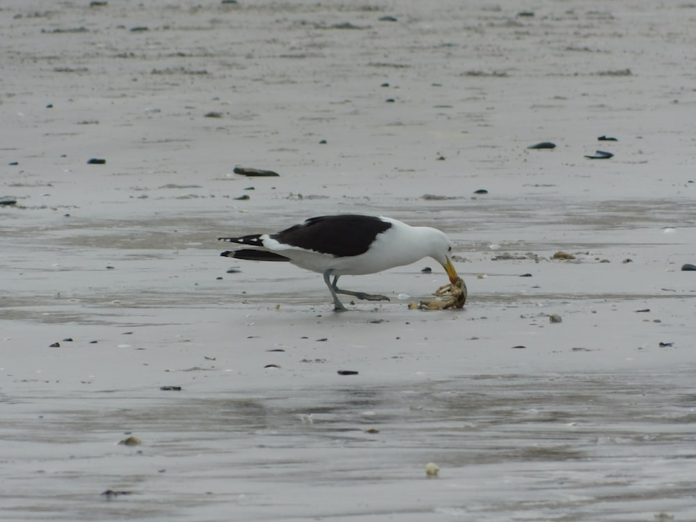 a black and white bird eating a piece of food