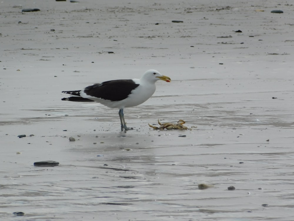 a black and white bird standing on a beach