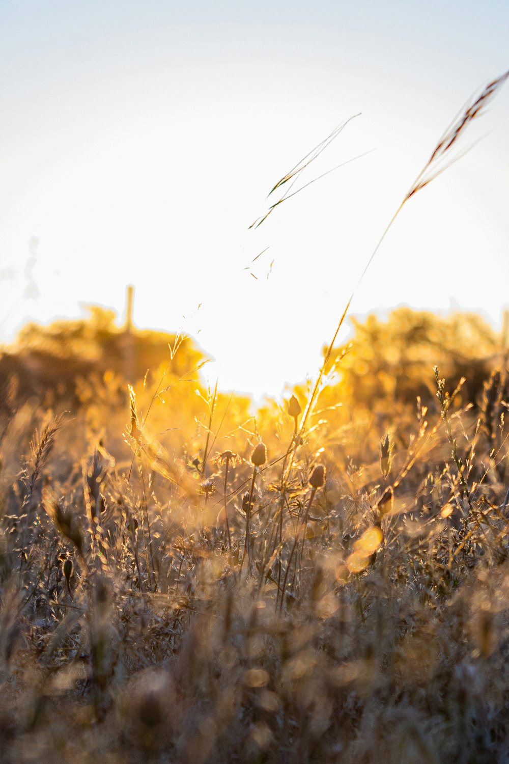 the sun is setting over a field of tall grass