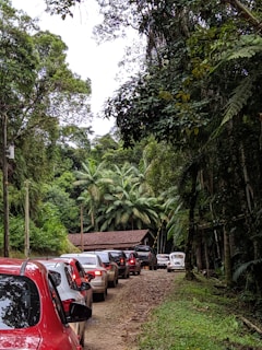 A line of cars is stopped on a dirt path surrounded by dense tropical forest. The foreground features vehicles of various colors, including red and white, while lush greenery and tall palm trees dominate the background. A small building with a red-tiled roof is nestled among the trees.