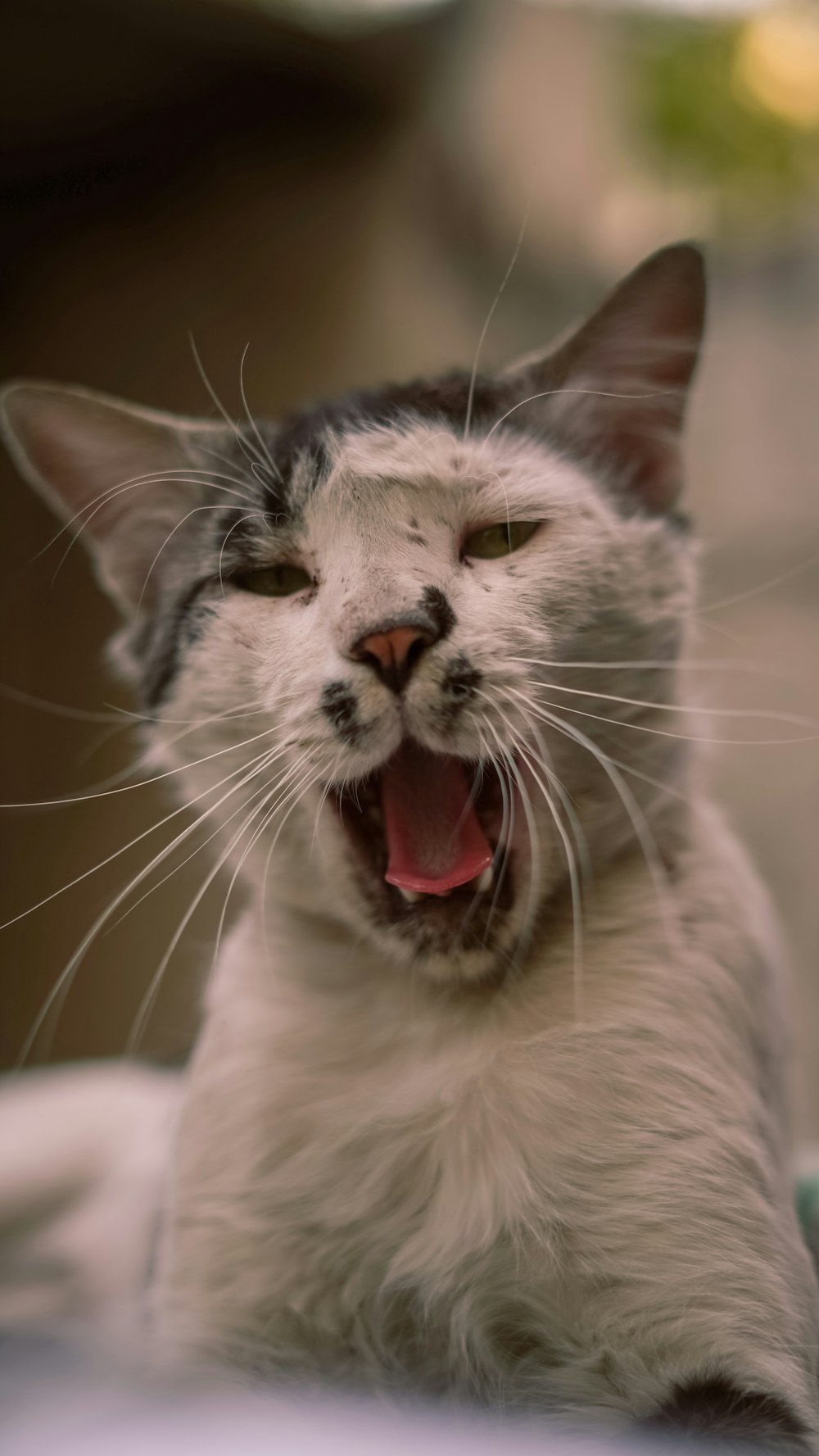 a close up of a cat yawning with its mouth open