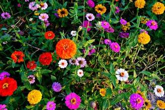 A collection of colorful flowers blooming in a garden.
