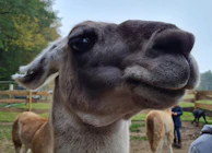 A small llama and a smiling sheep standing close in a joyful pose.