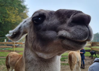A small llama and a smiling sheep standing close in a joyful pose.