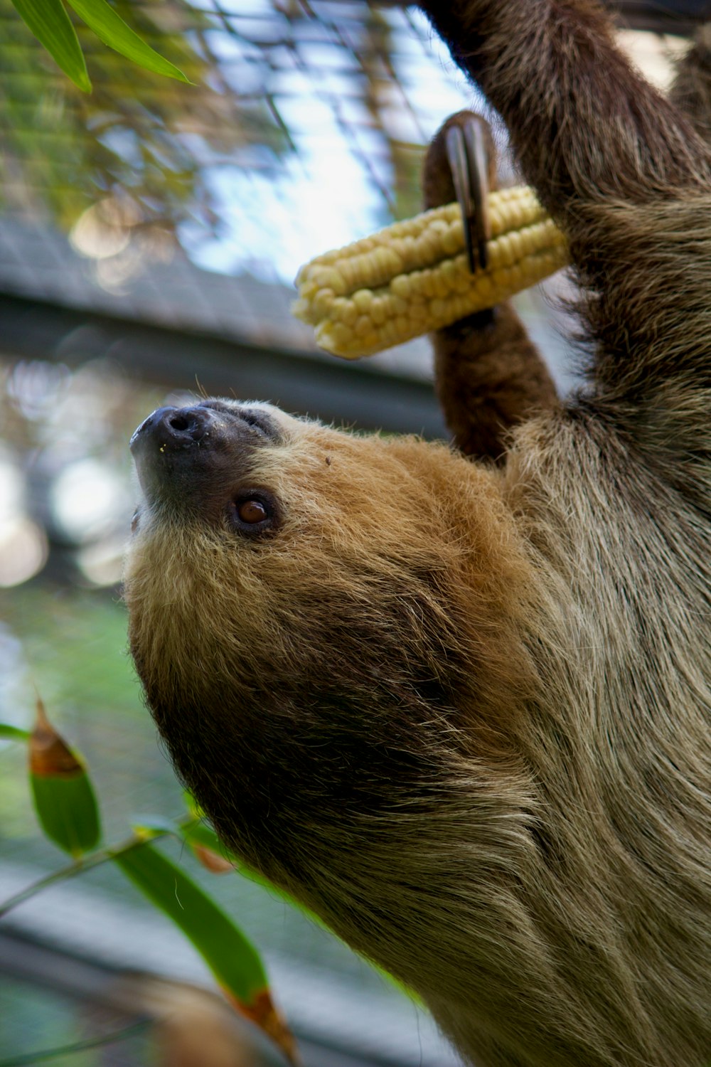 un bradipo marrone e bianco appeso a un albero