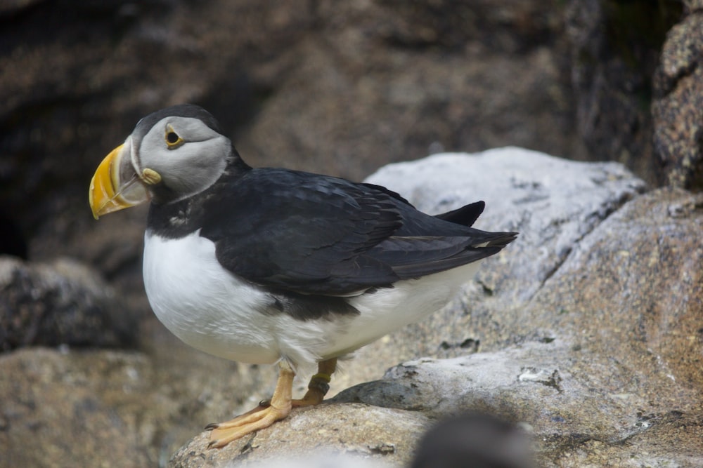 a black and white bird standing on a rock