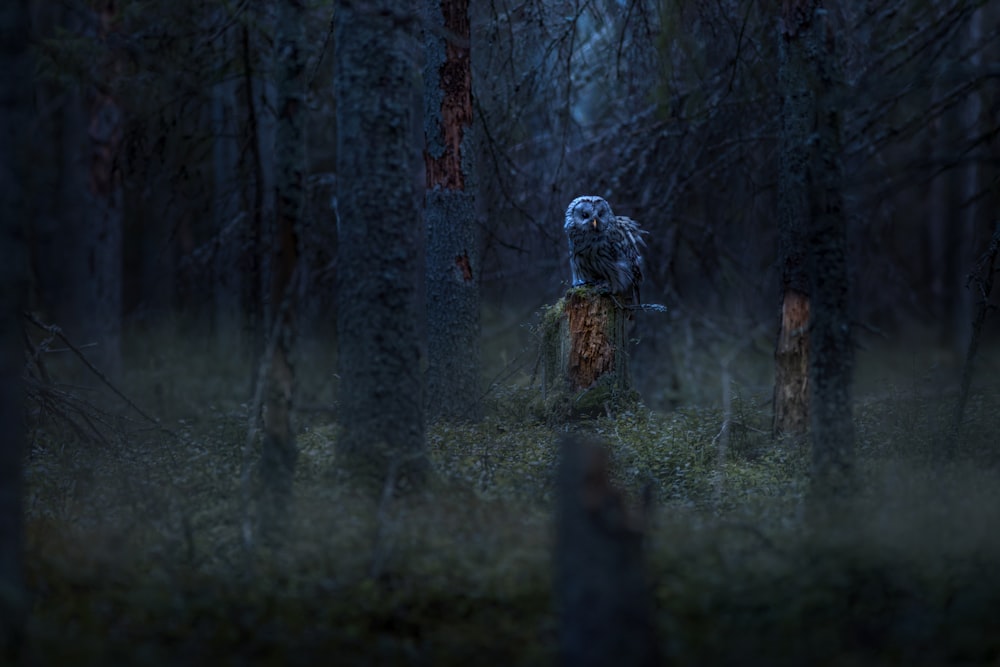 an owl is sitting on a stump in the woods