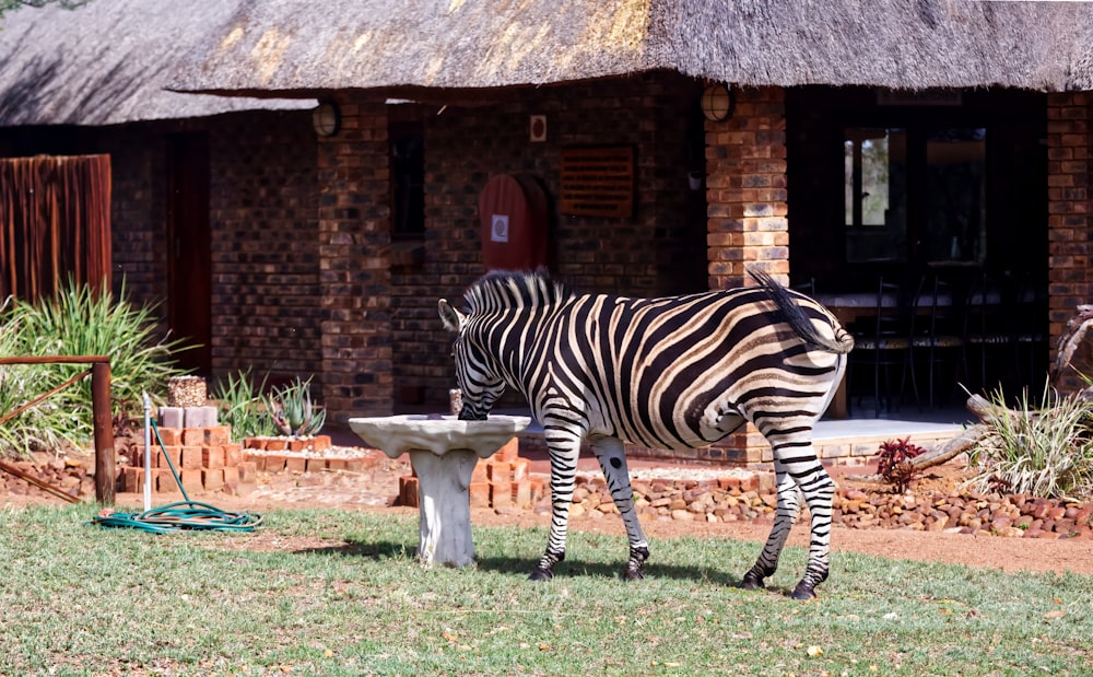 a zebra standing next to a bird bath in a field