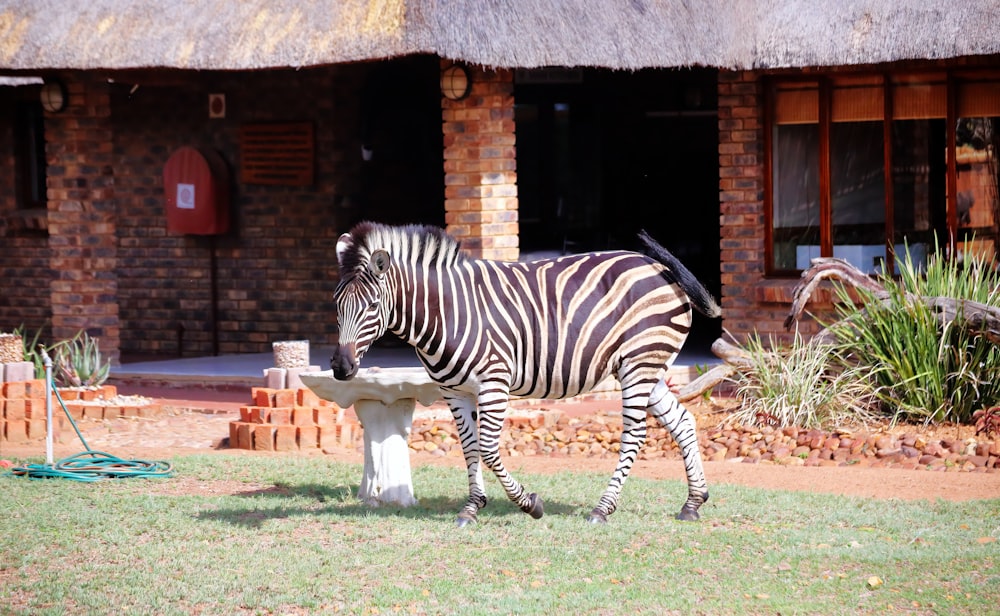 a zebra standing on top of a lush green field