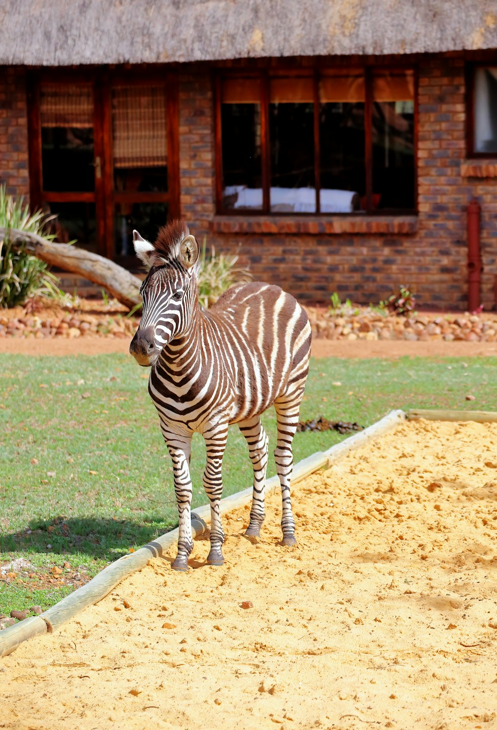 a zebra standing on top of a dirt field