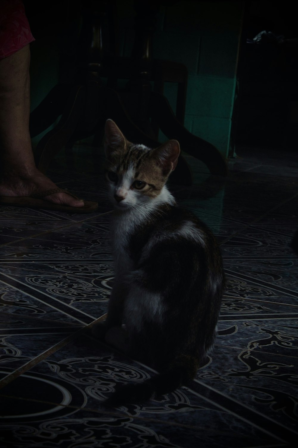 a cat sitting on the floor in the dark