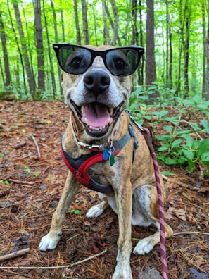 A happy beagle wearing green sunglasses, freshly groomed and ready for a walk.