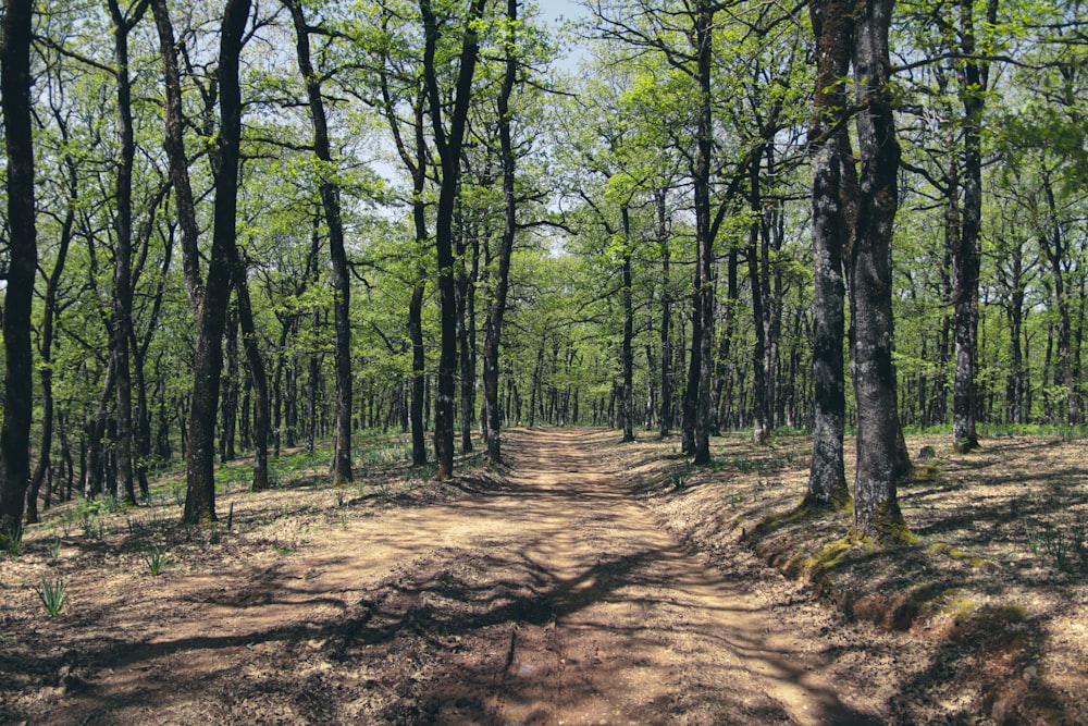 a dirt road in the middle of a forest