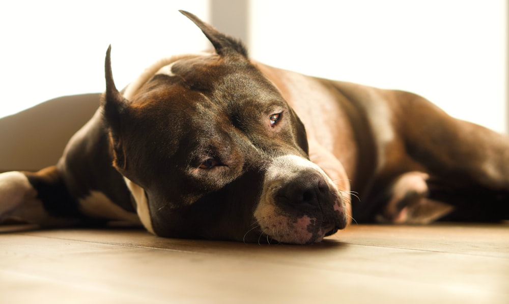 a dog laying on the floor with its head on the floor