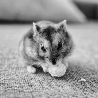 A close-up shot of a small hamster with a round, fluffy object in its paws, sitting on a textured fabric surface. The image is in black and white, highlighting the hamster's fur and the texture of the material.