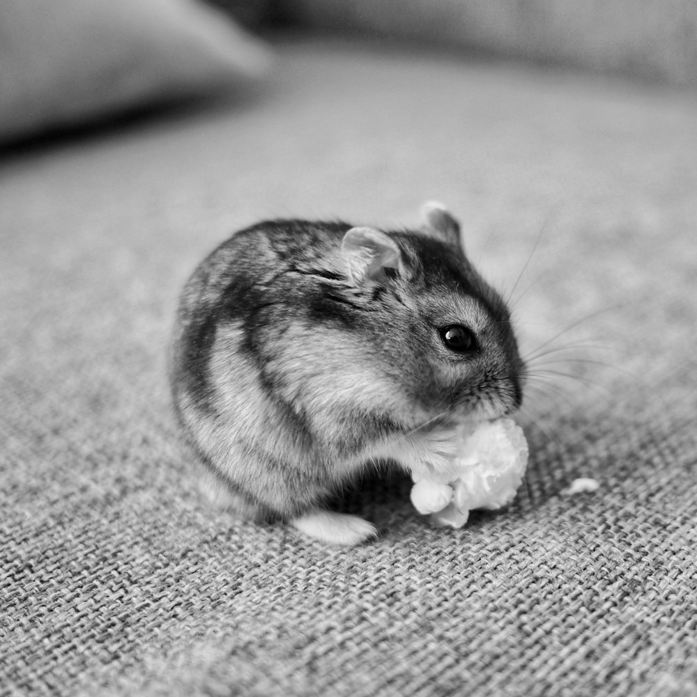 a small hamster eating something on a couch